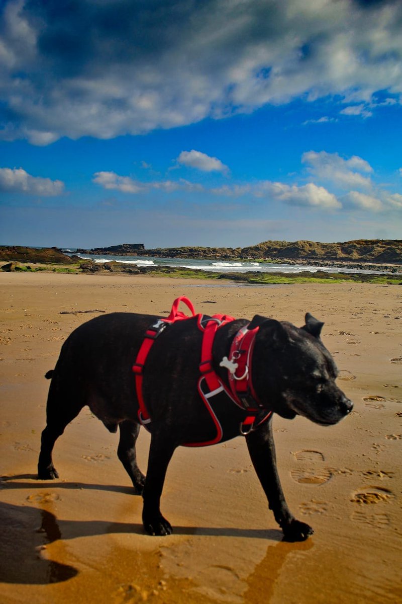 The Dalbo Dog tweet media