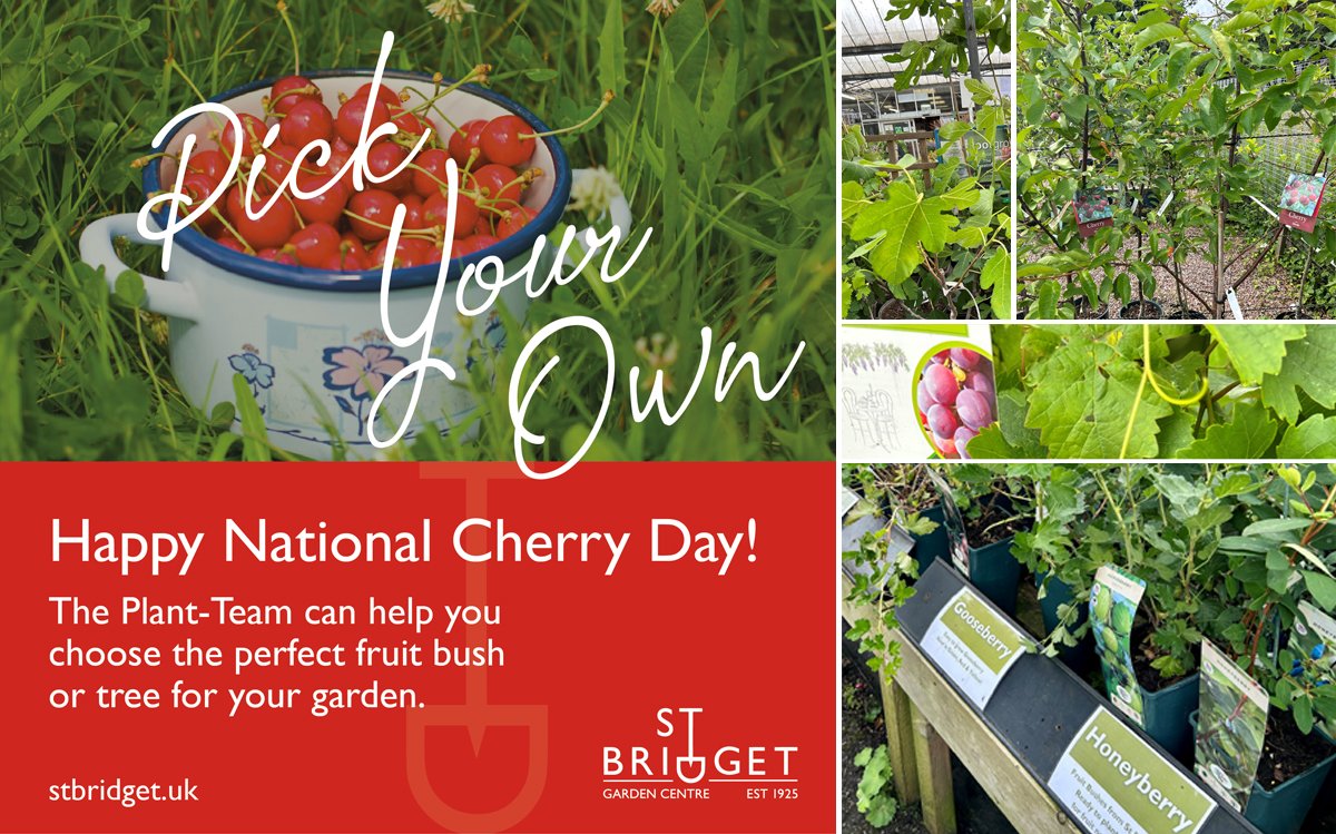 StBridgetExeter's tweet photo. Sunday 16th July is National Cherry Day! 🍒
Summer fruit season is upon us -  get your punnets at the ready! St Bridget have a wide range of fruit bushes in stock today and we’ll have the full range of fruit trees available in Autumn for cool season planting. 
 #growyourownfrui https://t.co/mZzyngZUsq