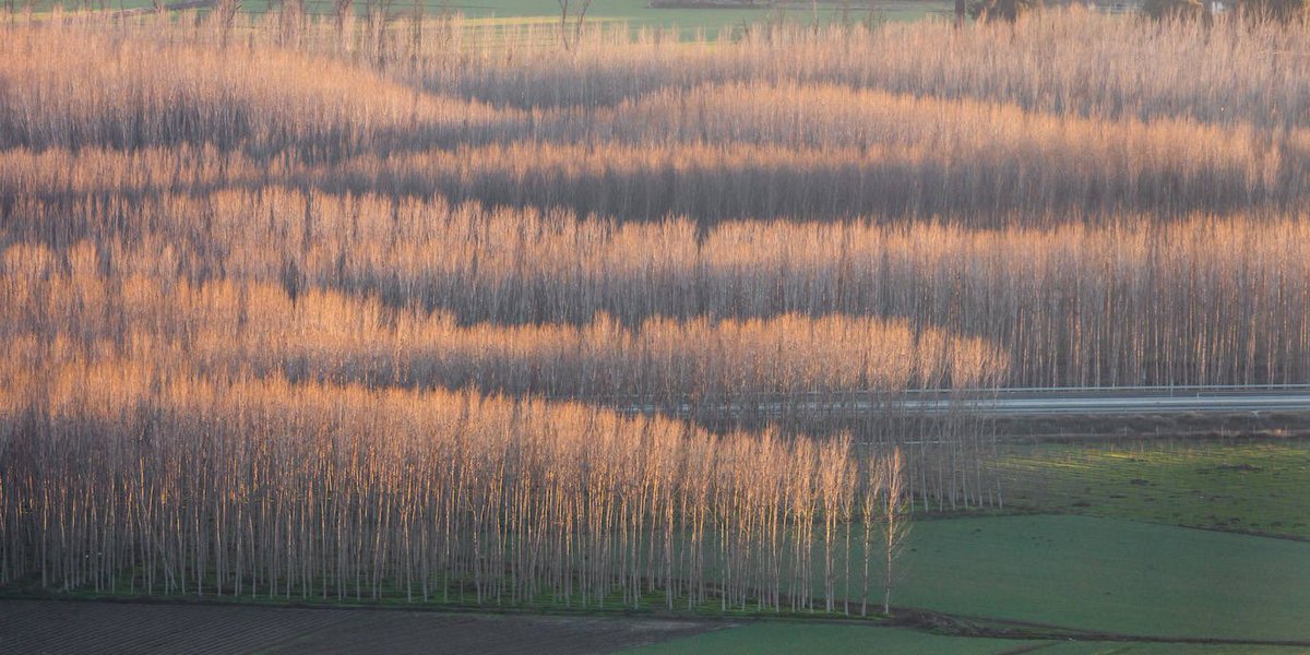 Próximamente dispondremos, por fin, de un MODELO-TIPO DE GESTIÓN FORESTAL PARA CHOPERAS, como pedía el sector, cuya participación en el grupo de trabajo para desarrollar esta nueva línea ha sido determinante. Simplificamos los procedimientos para una gestión forestal más eficaz.