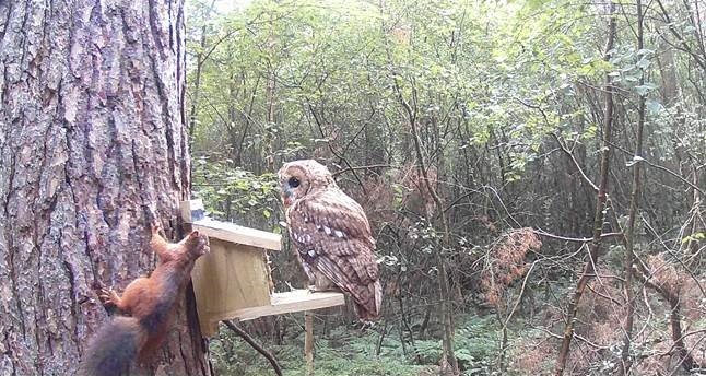 One of our rangers, Gary Jefferson, has captured some fantastic images of both a #redsquirrel & tawny owl on trail camera. If you are out and about this weekend and see a squirrel, red or grey, you can report the sighting via our website: rsne.org/report-sightin…