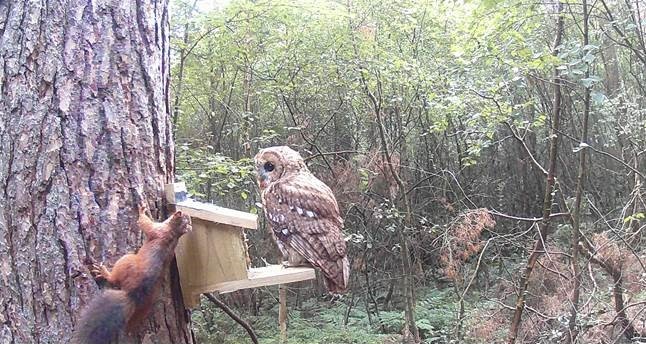 One of our rangers, Gary Jefferson, has captured some fantastic images of both a #redsquirrel &amp; tawny owl on trail camera.
If you are out and about this weekend and see a squirrel, red or grey, you can report the sighting via our website: rsne.org/report-sightin…