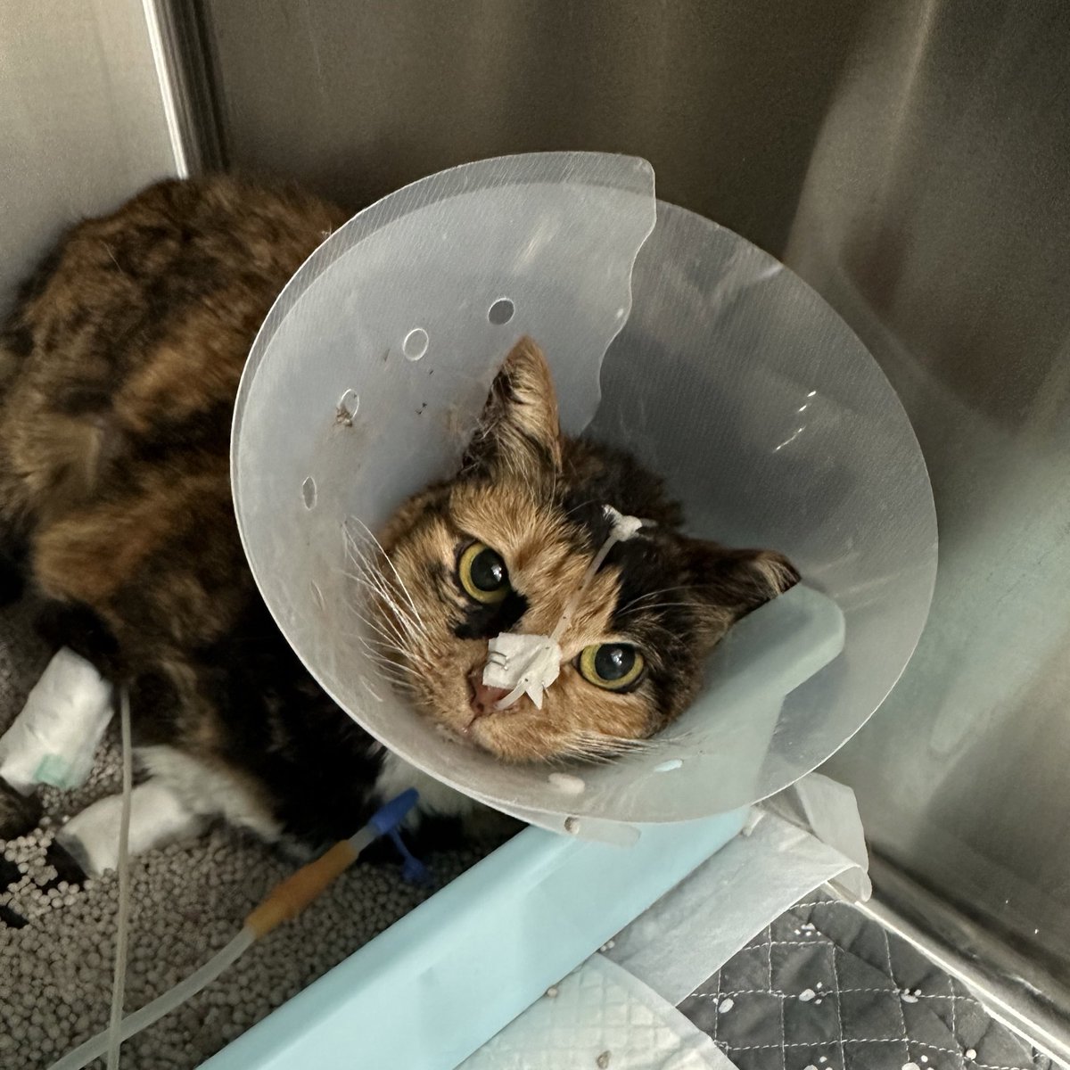 RT부탁🙏🏻 파양묘 다미를 도와주세요. 파양직후 원인모를 지방간과 황달로 20여일째 투병 중이에요. 임보자로서 최선을 다하고자 병원 처치와 가정케어에 노력을 쏟았지만, 600만원이 넘는 사비 지출과 앞으로 더 들어야 할 병원비로 막막한 마음에 도움을 요청합니다😢 다미의 사연을 타래로 이을게요.