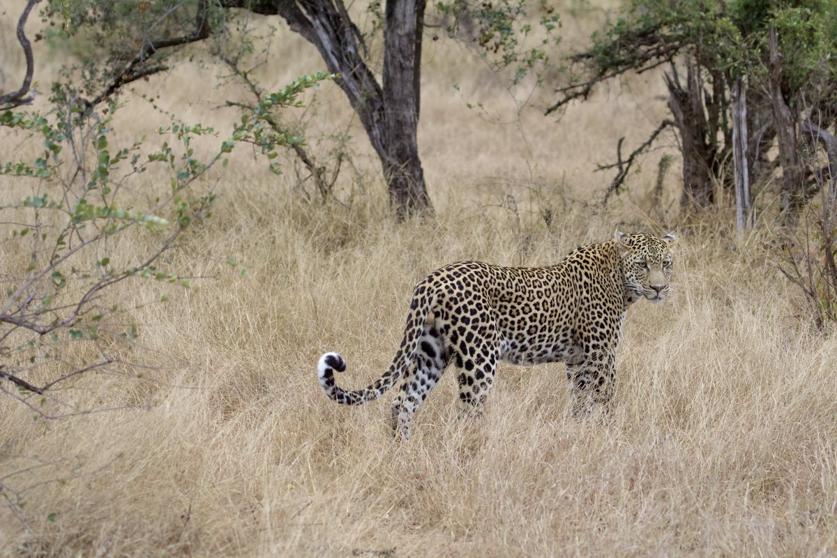 Spent a cold and rainy morning following Jumbo the leopard through a dry creek bed. 🐆 What an amazing animal. How stunning is he?! 😍