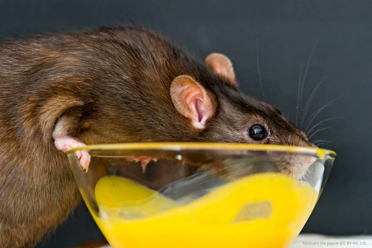 Cholinergic interneurons in the nucleus accumbens of awake rats drive dopamine release via nicotinic receptors, increasing motivation to work. elifesciences.org/articles/85011…