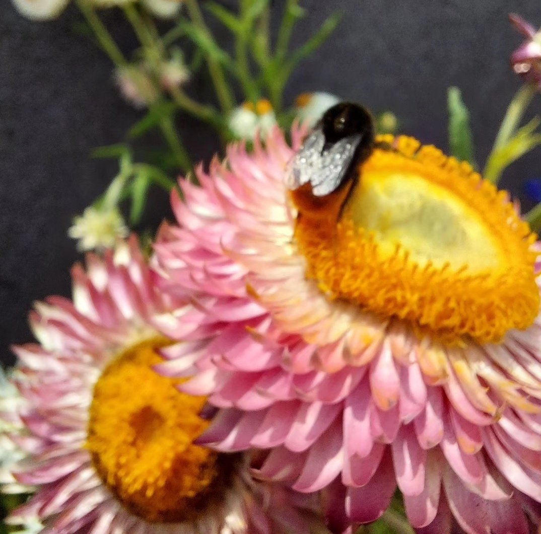 GreenRoofMK's tweet photo. Here are a few shots from the @MKYMCA green roof today.  Ladybirds🐞 bees 🐝 and courgettes 🥒 #greenroofproject
#growingfood
#biodiversity https://t.co/2VgEepu8sD