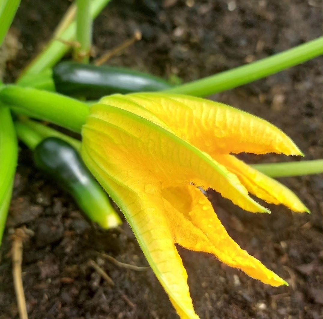 GreenRoofProject (@greenroofmk) on Twitter photo Here are a few shots from the <a href="/MKYMCA/">YMCA Milton Keynes</a> green roof today. Ladybirds🐞 bees 🐝 and courgettes 🥒 #greenroofproject
#growingfood
#biodiversity Here are a few shots from the <a href="/MKYMCA/">YMCA Milton Keynes</a> green roof today. Ladybirds🐞 bees 🐝 and courgettes 🥒 #greenroofproject
#growingfood
#biodiversity