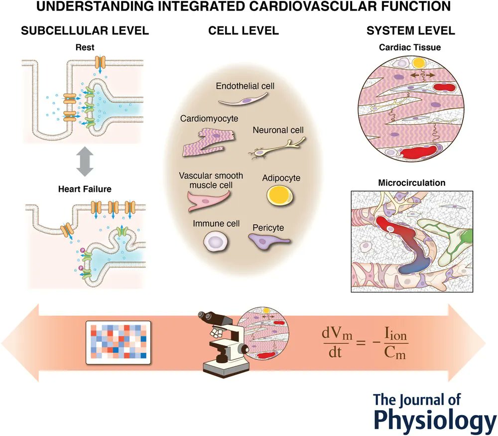 A White Paper from <a href="/ele_grandi_/">Ele Grandi</a> (<a href="/UCDAVISPharmac1/">UC Davis Pharmacology</a>) et. al. features in our latest Special Issue, and is the result of the 7th Cardiovascular Research Symposium on Systems Approach to Understanding Cardiovascular Disease and Arrhythmia!
📜buff.ly/3JPKl2T