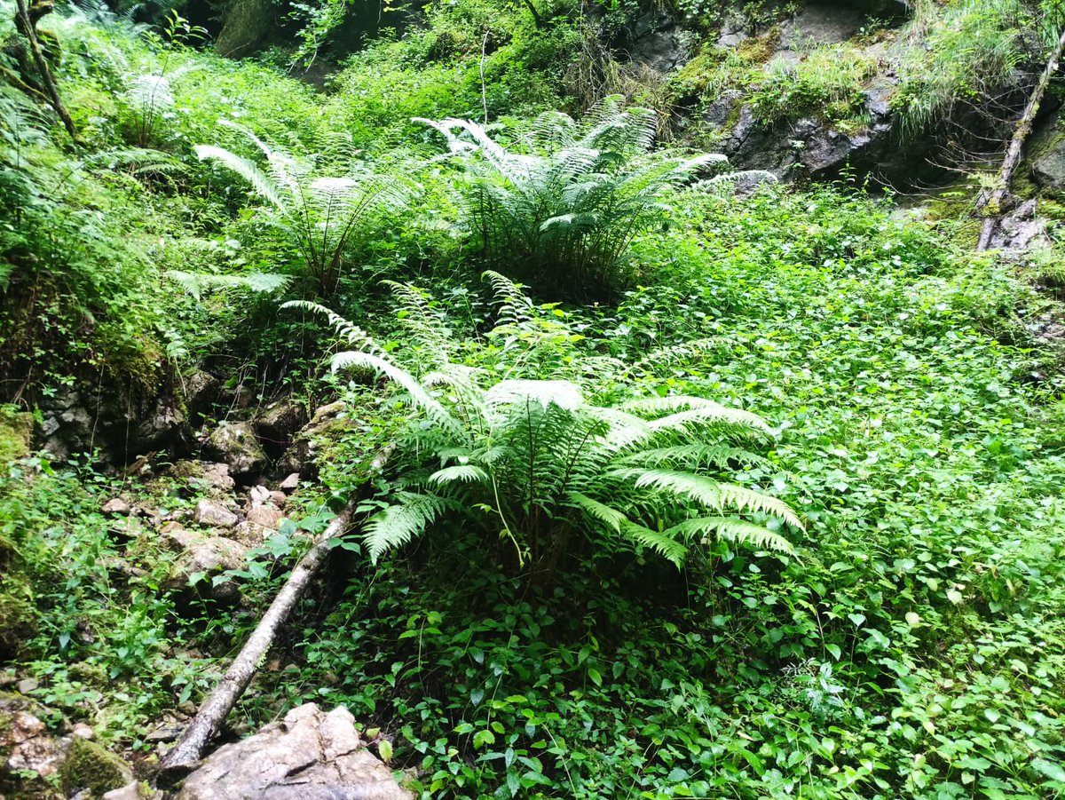 ChNeumeyer's tweet image. #Grün #Farn #Moos #Wald #Wasser #Seisenbergklamm #Salzburg