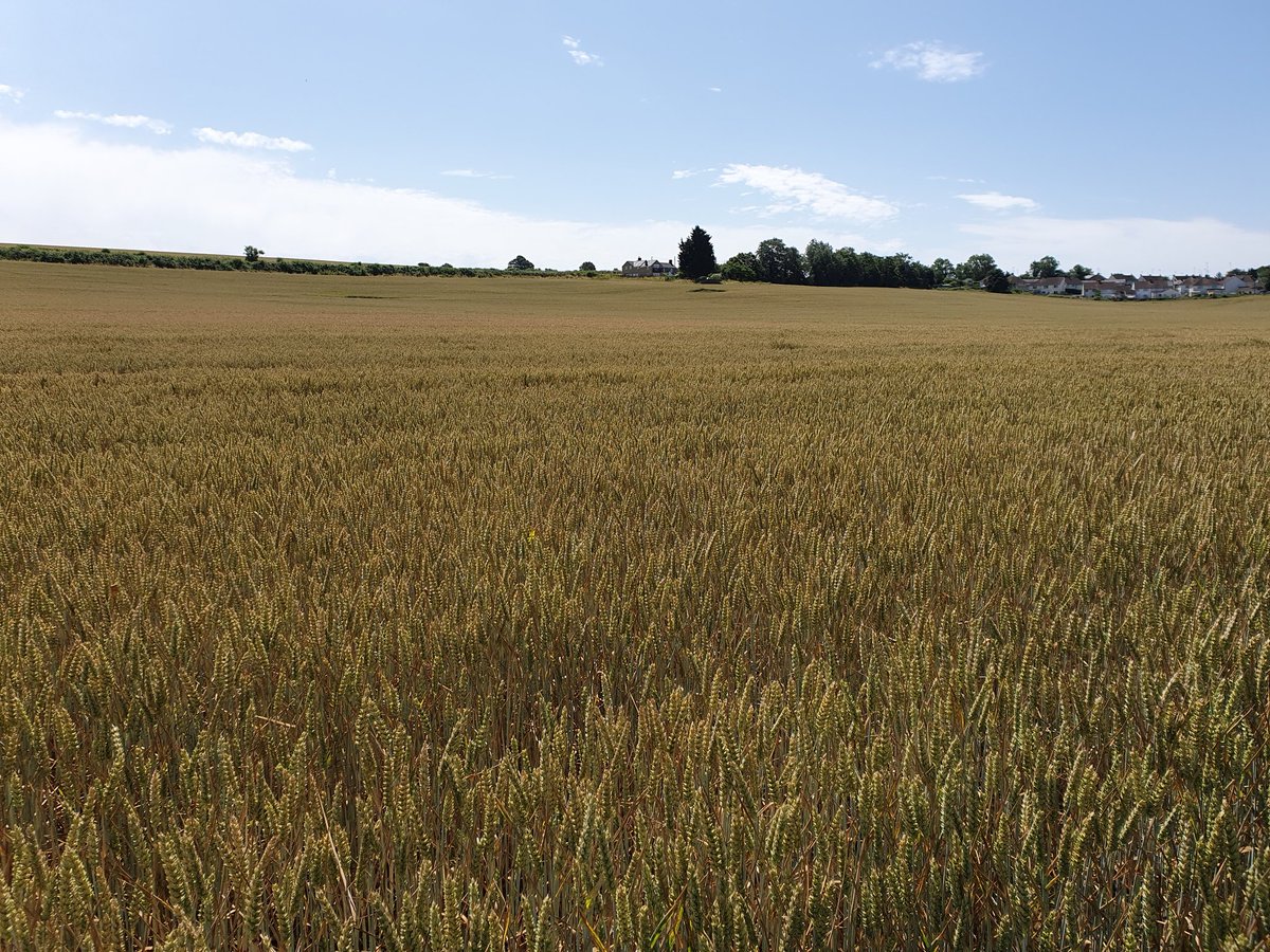 leannesinclair's tweet photo. This is a field only a few minutes walk from home. Love to see how it changes during the seasons.
#RABIharvest https://t.co/BceJ1798fE