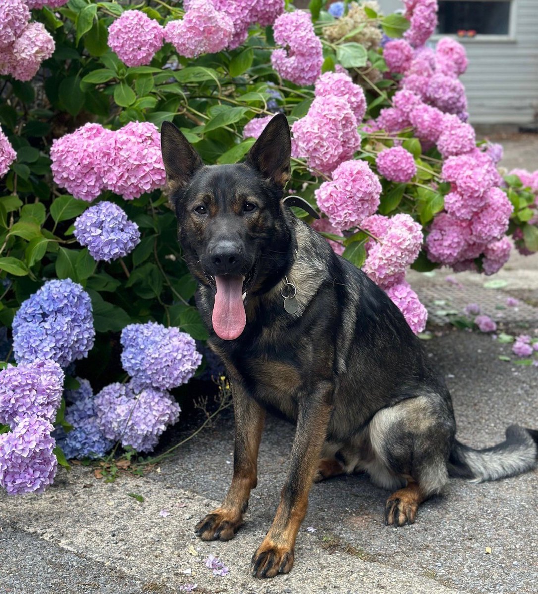 Could you offer a forever home for former trainee police dog Jax? 🐶

He is now 20 months old and missed out on being selected as a police dog in our puppy program after joining at 3 months old as he didn’t quite have the determination we’re looking for.

He is a big lad at 46kg