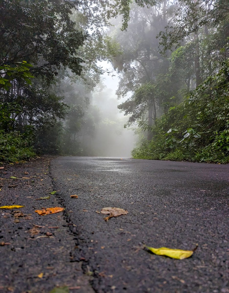 #india #NaturePhotography #anaikatti #Coimbatore #Tamilnadu #forests