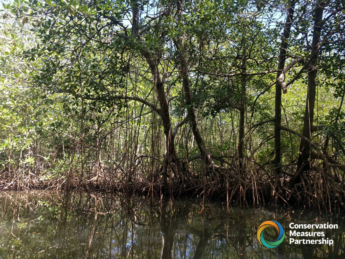 In case you missed it, CMP Member <a href="/TierraMar_Aus/">TierraMar</a>’s 2022 report on #NaturebasedSolutions analyzes key papers, case studies &amp; interviews to see how NbS approaches - aligned w/ the #ConservationStandards - can improve conservation outcomes. bit.ly/NbS_22_Report
