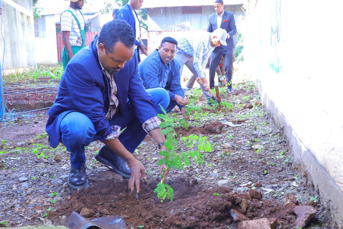 Hailemariam_Kef's tweet photo. Civilization manifested in different ways. One is planting trees. Minister Ahmed shedi &amp; his team put their green finger print in Bureau's compound &amp; the bureau is responsible for it.
No tree planted without owner. So confidentially we say 'We count not planted,rather survived. https://t.co/v8TvgAi4Aq