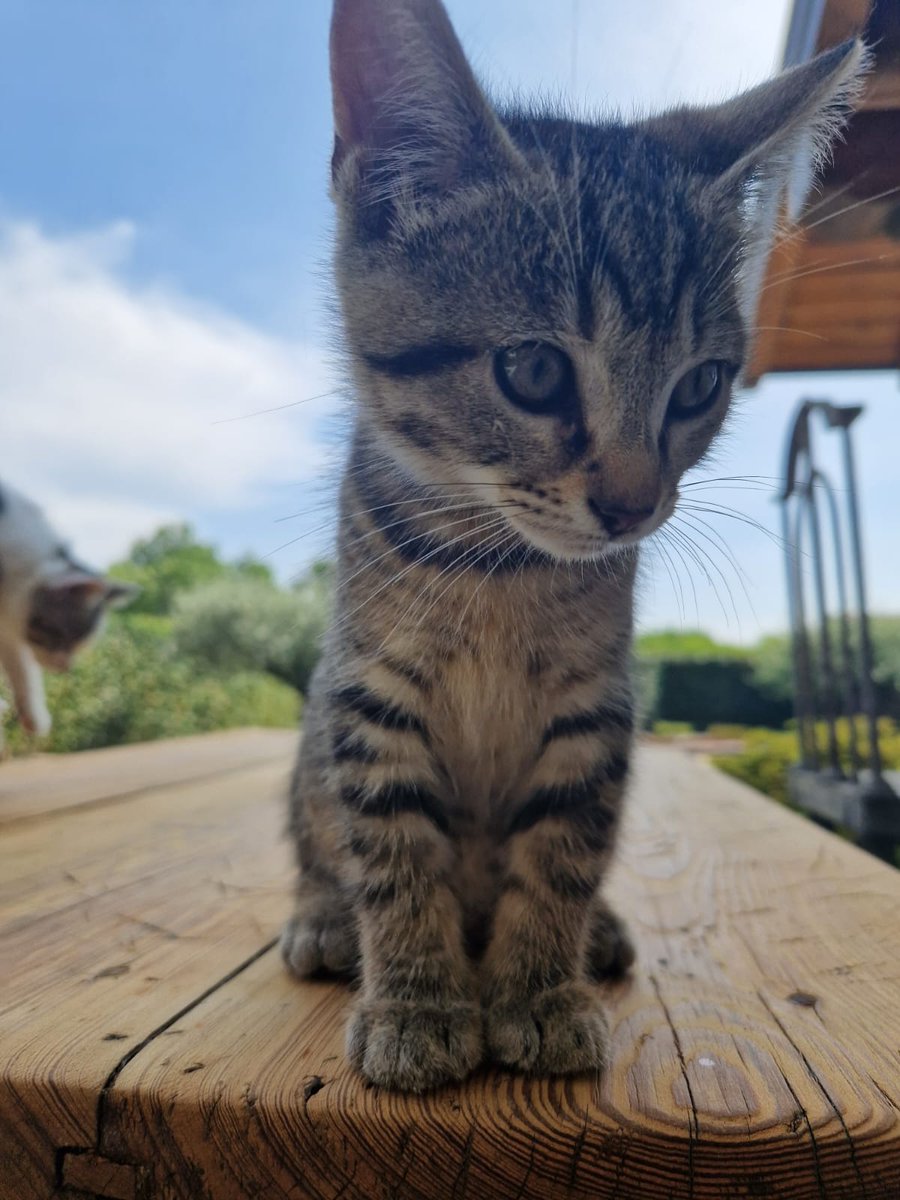 Fundraiser by Marco Premi : Un aiuto per la chemioterapia di micia Eesti, image size:900x1200