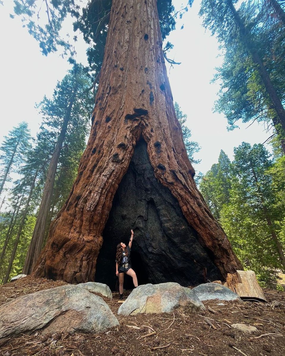ViatorTravel's tweet photo. “Sorry, I’ve got plans.”
The plans: 🌲🌲🌲🥾🎒🌲🌲🌲
📷toyita_olivari
📍#SequoiaNationalForest
#NationalForestWeek #DoMoreWithViator https://t.co/0tlDla0L1T