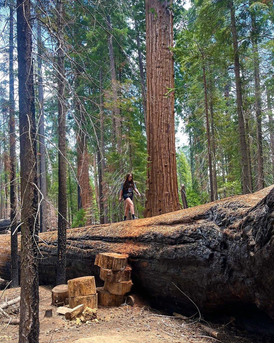 ViatorTravel's tweet photo. “Sorry, I’ve got plans.”
The plans: 🌲🌲🌲🥾🎒🌲🌲🌲
📷toyita_olivari
📍#SequoiaNationalForest
#NationalForestWeek #DoMoreWithViator https://t.co/0tlDla0L1T