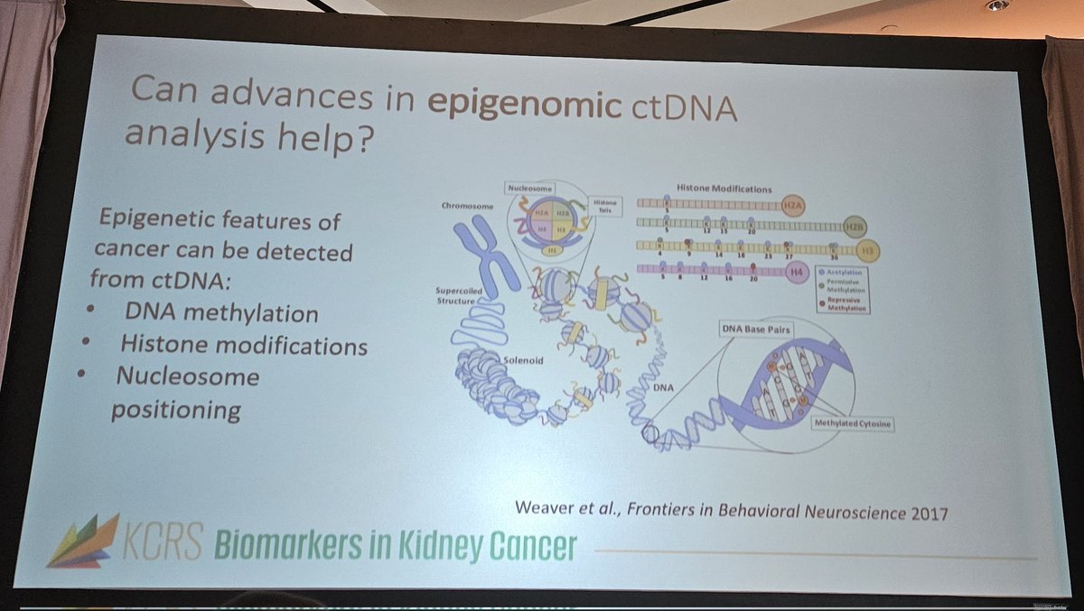 KarlSemaan's tweet photo. Super-mentor @SylvanBacaLab highlighting clinical application of ctDNA in RCC #BacaLab #KCRS23 https://t.co/PQL2OjWMIg