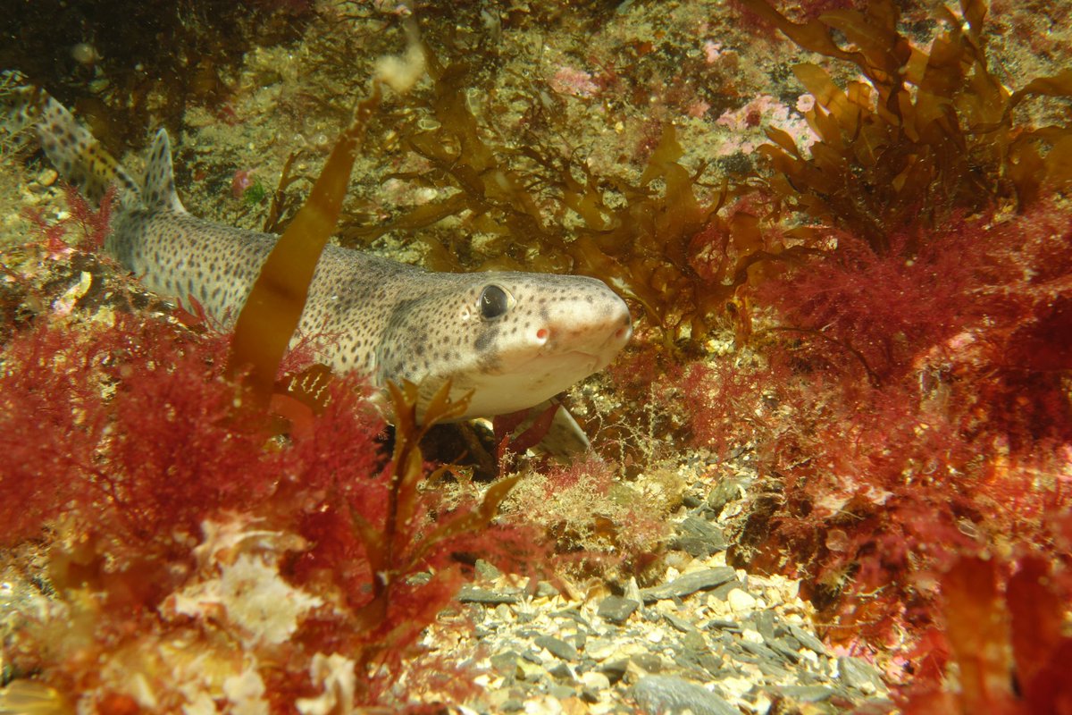 Diving with Isle of Man diving holidays having a great time #IOMstory