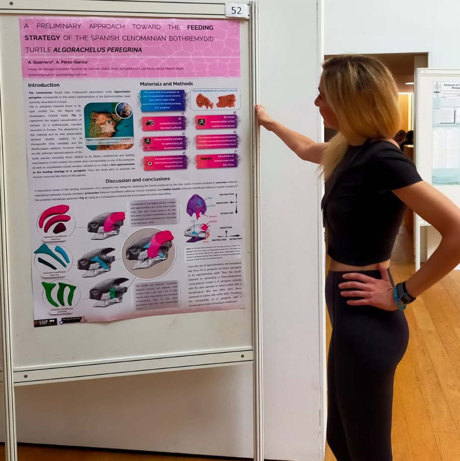 Inferencias en el tipo de dieta de la #tortuga #Algorachelus peregrina en el XX Annual Meeting de la <a href="/EAVPalaeo/">EAVP</a> celebrado en #Sabadell (<a href="/eavp2023/">EAVP 2023 Sabadell</a>), a cargo de A. Guerrero (<a href="/AG_Paleo/">Andrea Guerrero</a>) y A. Pérez-García (<a href="/Tortugologo/">Adán Pérez García</a>)

▶️ godzillin.blogspot.com/2023/07/infere…
#Algora #Cretaceous #turtles