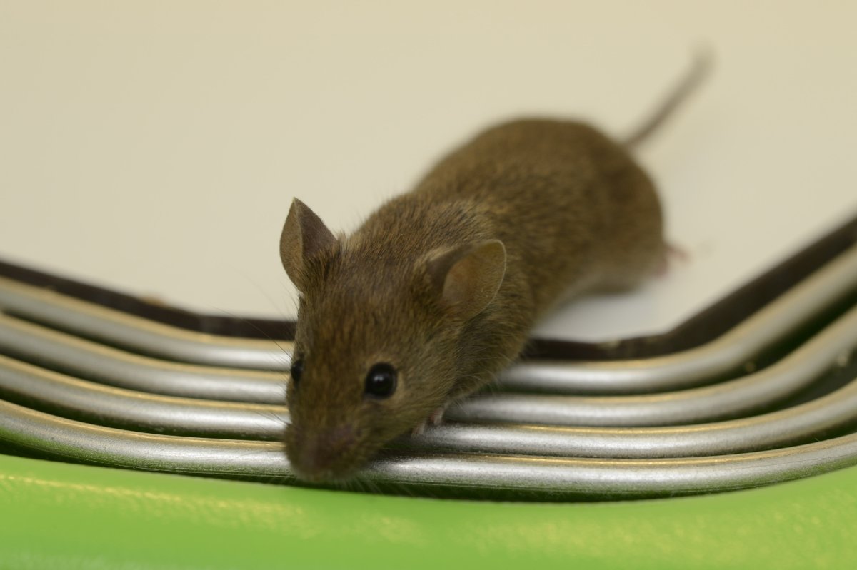 Following the Home Office’s report issuing the 2022 animal research statistics, we’ve shared our annual statistics on the use of animals in research.
See our #AnimalStats here: www2.mrc-lmb.cam.ac.uk/research/anima…
#ConcordatOpenness @animalresearch