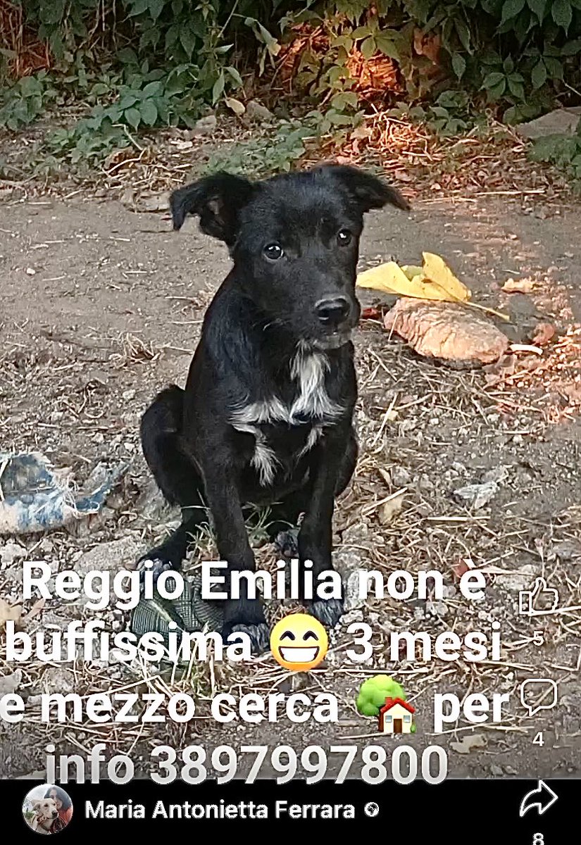 Questa bellissima cucciola è stata fatta uscire ieri dal canile da Maria Antonietta 😊e ora cerca casa!
- Basilicata 
3 mesi e 1/2 ca fut tg media buonissima ❤️
⏩️INFO/ADOZIONE Maria Antonietta ☎️389.7997.800
(Scusate la foto ma ora, se non si fanno i reels, Fb ti blocca 😡)