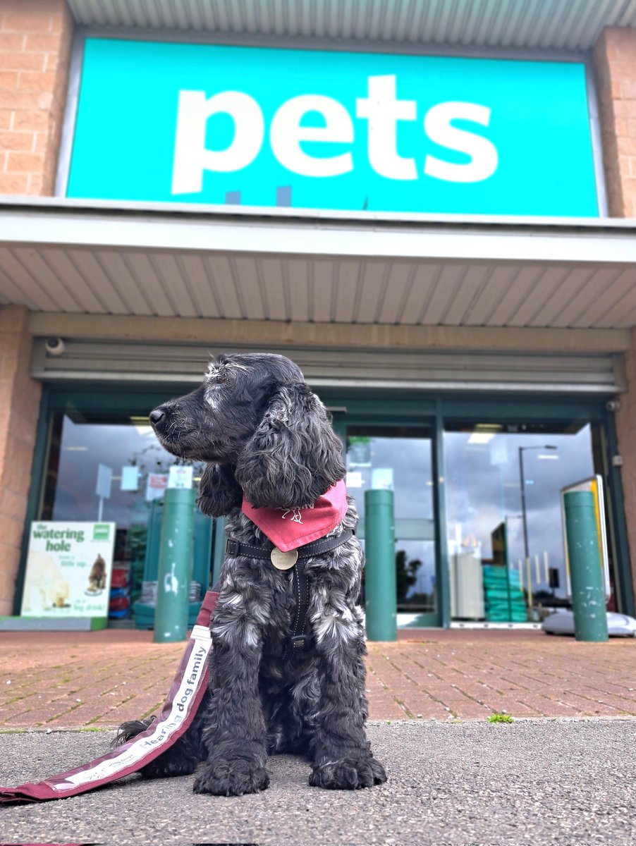 LesleyT999's tweet image. Ambassador Abney at #PetsAtHome in #Baguley on the #lookout for people to talk to about #fundraising for @HearingDogs.  She&apos;s really on the lookout for #cuddles and #treats but her hooman likes to think it&apos;s about HD and Ambassador Abney doesn&apos;t want to spoil her day 🐾