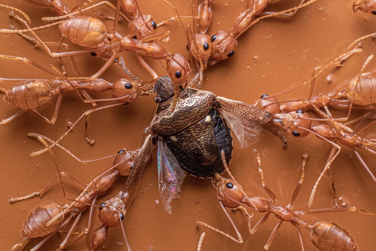 NatureIn_Focus's tweet image. ✨#NiFAwards2022—Winners✨

Kiran Vasudevamurthy
Jury Selection | Animal Behaviour

Band of Brothers! #WeaverAnts capture #insects they find around their nests. The size of the prey is never a concern as the #ants work in groups to haul the catch back home

#Bangalore, #Karnataka