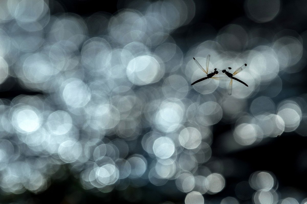 NatureIn_Focus's tweet image. ✨#NiFAwards2022—Winners✨

Ripan Biswas
Jury Selection | Animal Behaviour

When Stream Rubies engage in battle, it’s hard to discern if they are fighting or dancing. The #damselflies hardly touch, moving in a synchronous dance as they try to oust their rival for strength.