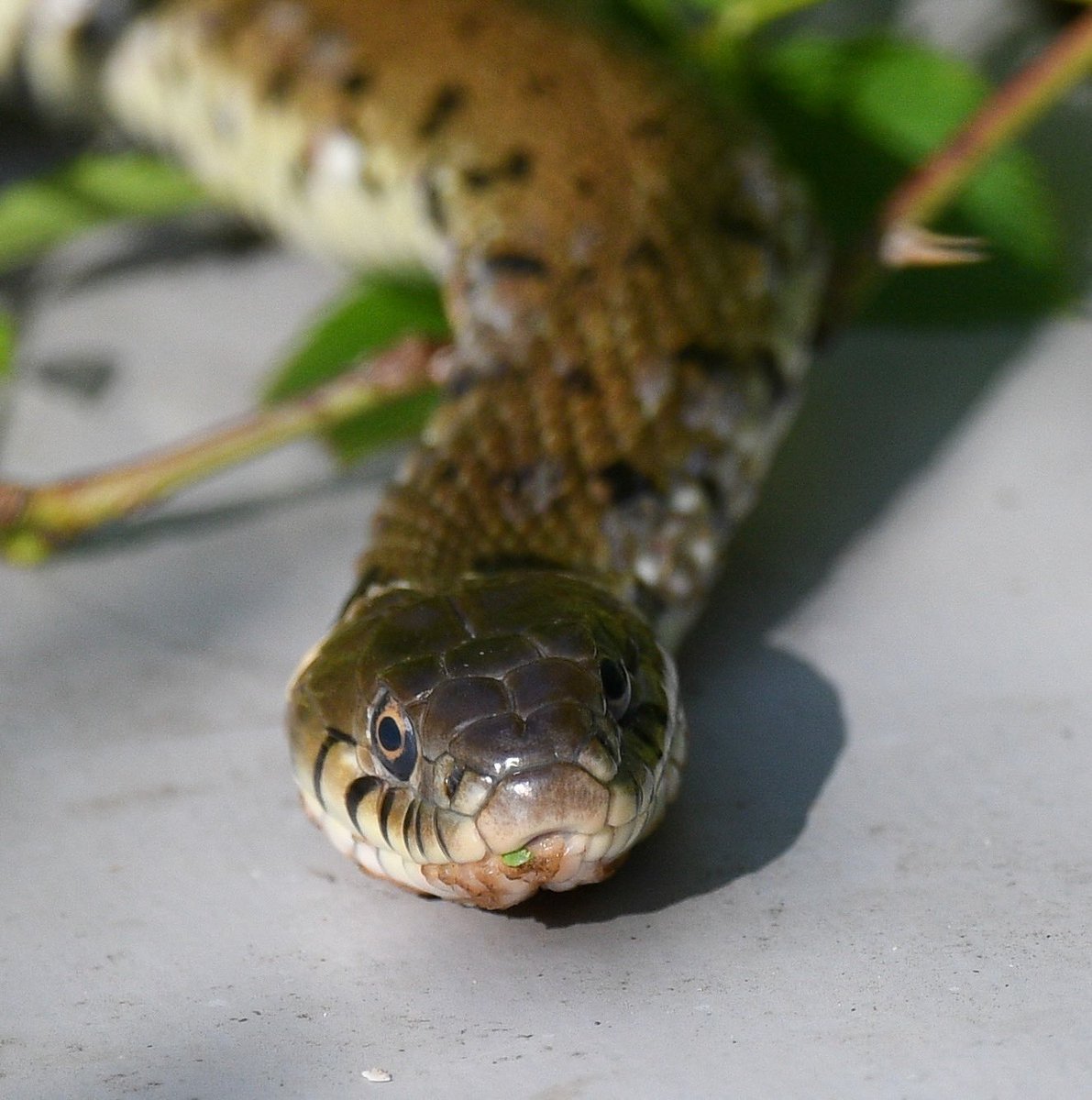 Baztheboat's tweet photo. Interesting mixture at Stanford Res this morning - (credit to @cmtyers for pointing out the grass snake). #commonsand. #hare #grasssnake #muntjac https://t.co/HdiZBQTPlx