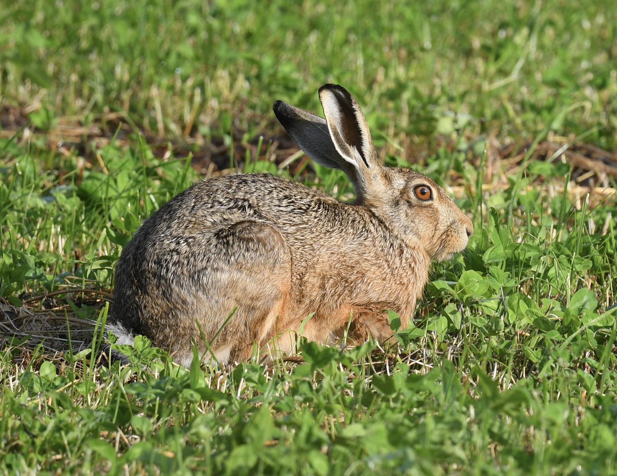 Baztheboat's tweet photo. Interesting mixture at Stanford Res this morning - (credit to @cmtyers for pointing out the grass snake). #commonsand. #hare #grasssnake #muntjac https://t.co/HdiZBQTPlx