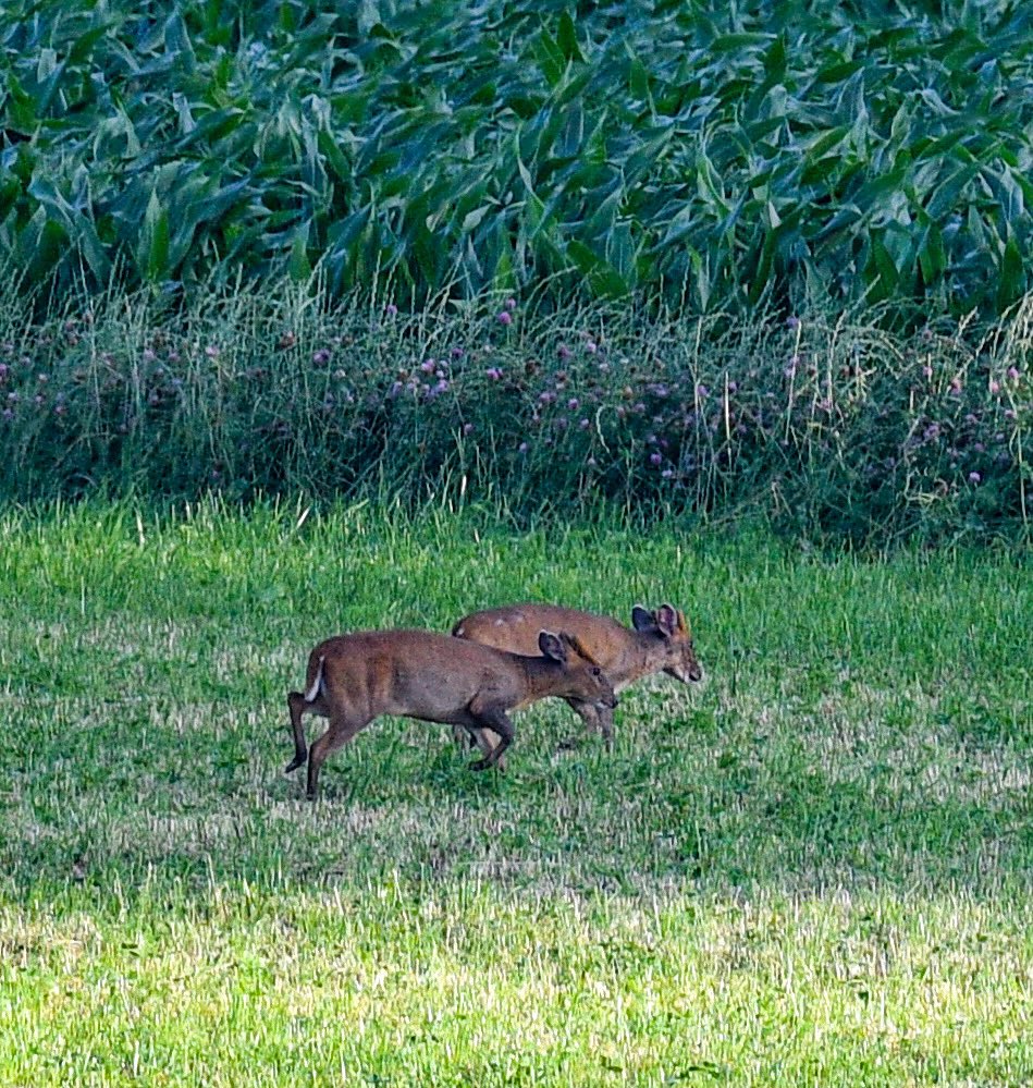 Baztheboat's tweet photo. Interesting mixture at Stanford Res this morning - (credit to @cmtyers for pointing out the grass snake). #commonsand. #hare #grasssnake #muntjac https://t.co/HdiZBQTPlx