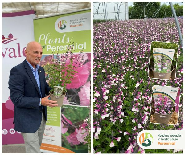 Perennial tweet media