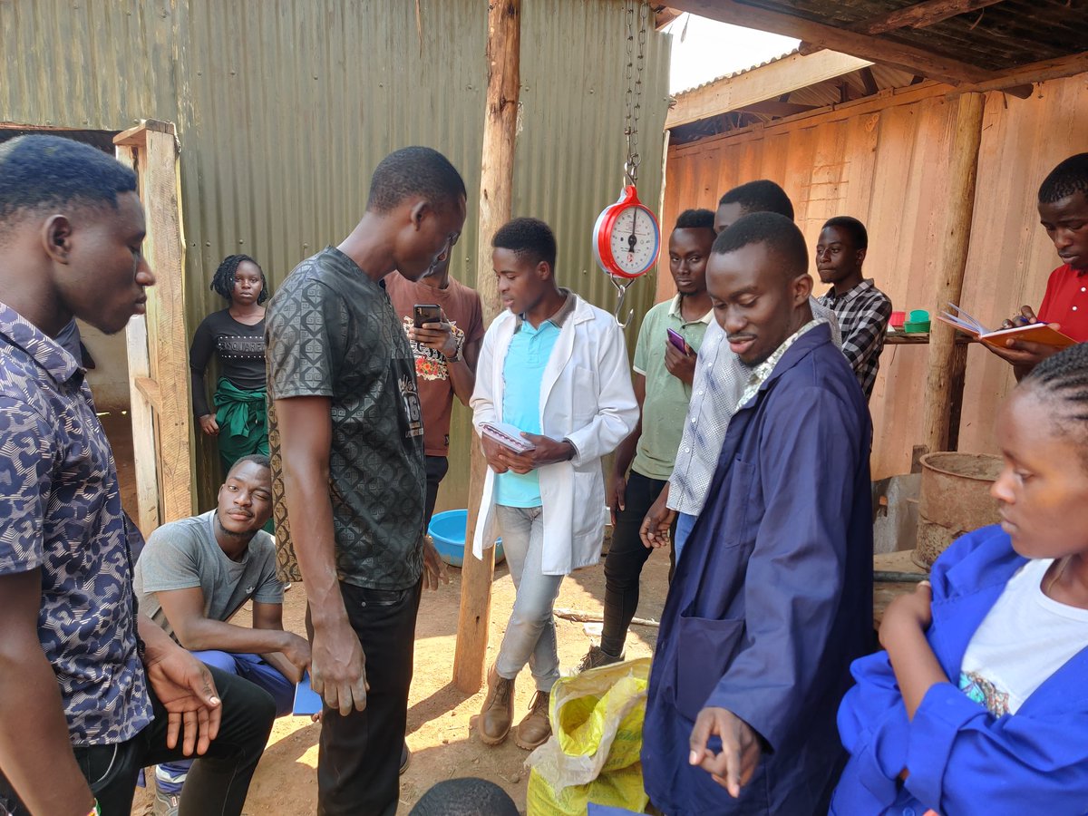 SwiftiaDevt's tweet image. Our good internship students from @kyambogou and @Makerere busy making biofertilizers. These are made from biomass waste, weeds and animal urine. We continue to guide them to be innovative, problem solving and job creating students!