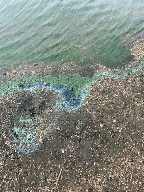 WimPutCommons's tweet photo. VISITOR INFORMATION - BLUE/GREEN ALGAE - RUSHMERE POND There is potentially Blue/Green Algae blooming on Rushmere Pond. Dogs should be kept out of the water for their own safety. If you see any signs of algae in any pond please report it to the Ranger's Office 020 8788 7655. https://t.co/1ISZ7qshAQ