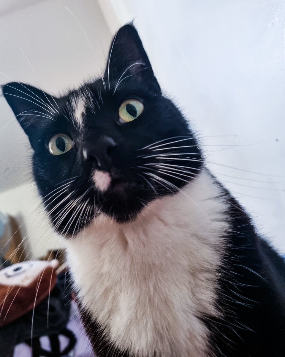 Ashleys Merwin Kitty tweet media