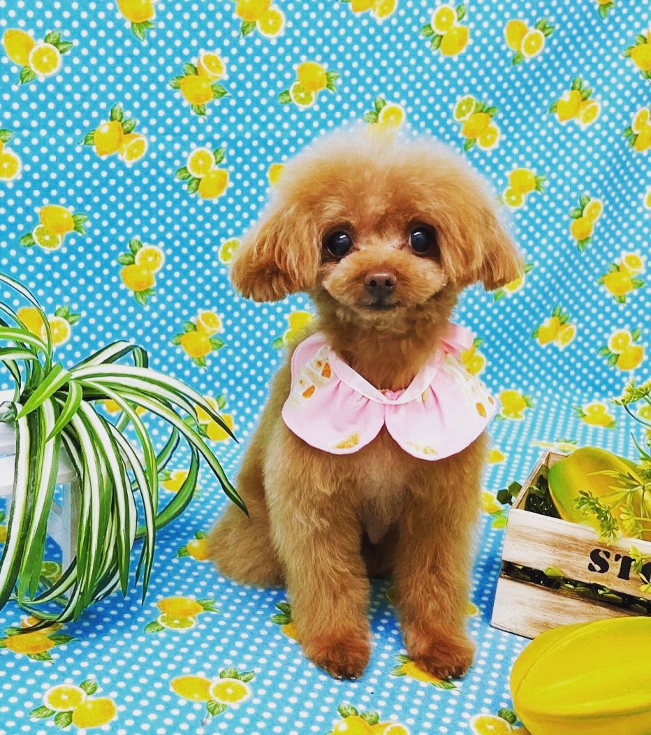 kuruminikaido's tweet photo. トリミング！
#トイプードル #ティーカッププードル #toypoodle #teacuppoodle #trimming #トリミング https://t.co/XkqRDJtxfW