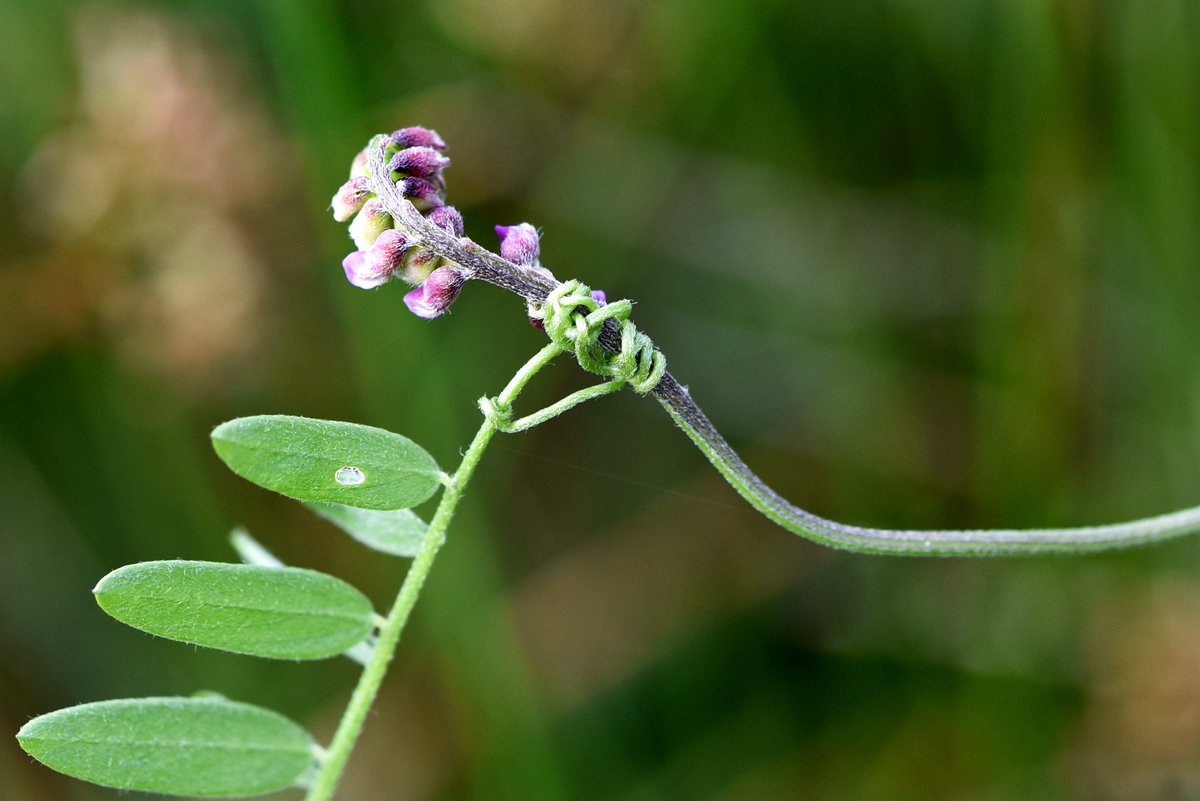 the_beeguy's tweet photo. Nature clinging on.
Tufted Vetch on The Bee Sanctuary of Ireland.
Photo : @The_BeeGirl
#nature #wildflowers
#tuftedvetch
#NaturePhotography
#organic #vegan https://t.co/eob9IQu2wR