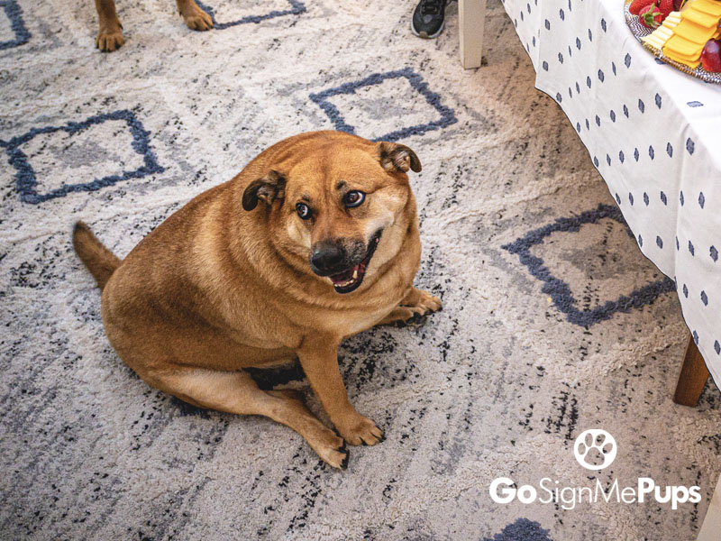 GoSignMeUp's tweet photo. Waiting for something makes it more exciting.
https://t.co/2Nlk512u80
#gosignmepups #GoSignMeUp #lumaverse #officedog #onlineregistration https://t.co/O0XZaBBkl9