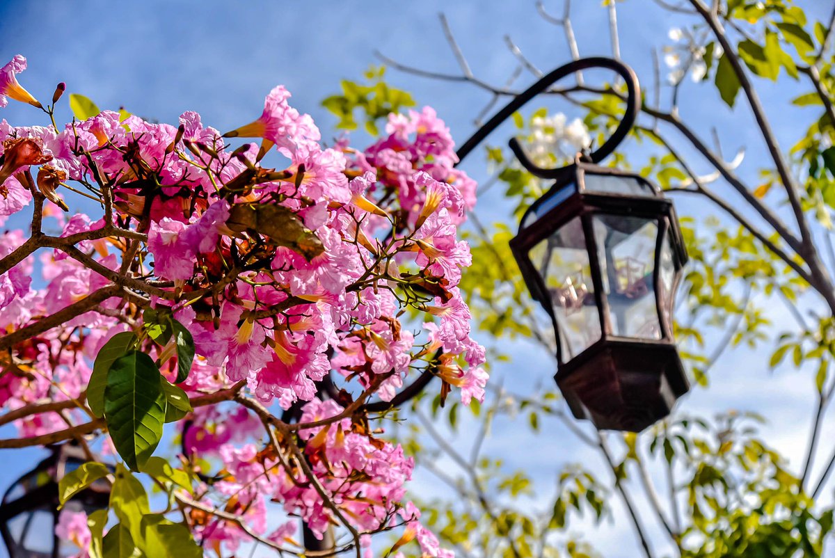 BanggaSurabaya's tweet photo. SURABAYA TABEBUYA 🌸🌸🌸🌸

Bunga cantik ini sedang mekar-mekarnya lho rek di berbagai titik di Surabaya 😍😍

Bunga Tabebuya kuning, putih, dan juga pink mekar sempurna dan semakin membuat indah jalanan Surabaya dan membuat hati bahagia ketika melewatinya https://t.co/VAtu1ukTbi