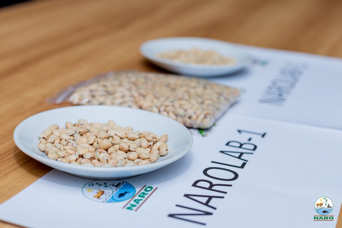 narouganda's tweet photo. Samples of the candidate varieties that were approved https://t.co/qs1TufGs7l