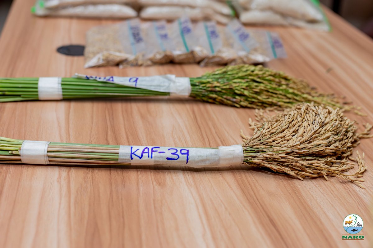 narouganda's tweet photo. Samples of the candidate varieties that were approved https://t.co/qs1TufGs7l