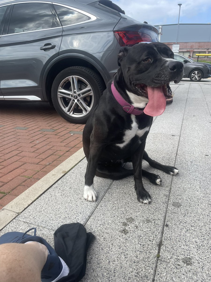 redreg74's tweet photo. Good session on Everton hills never again she says #water #fitness #dogsloverunning https://t.co/ilNriZWpAK