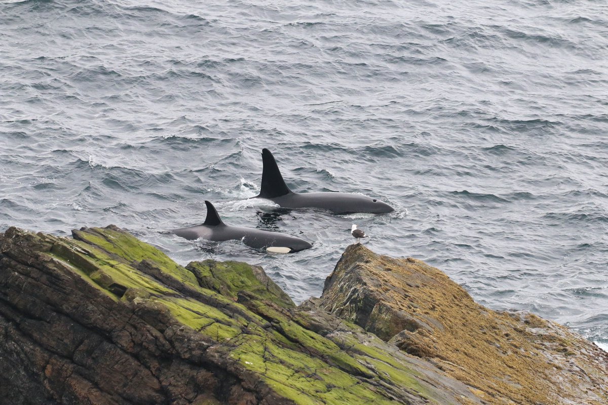 jcqsutherland's tweet photo. Phenomenal day with the 27s #orca pod yesterday ๐คฉ 12hrs of shorehugging, hunting and socialising along the east coast of Shetland. Amazing day for #ECOPredS data collection and my PhD research ๐ค๐ค https://t.co/p4fPkgX9Ig