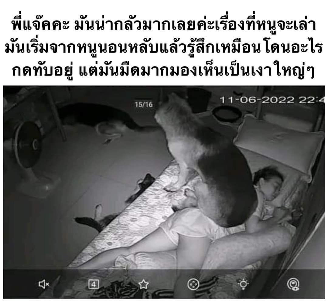 ชลน แมวส้มแท้ๆ 🐱 tweet media