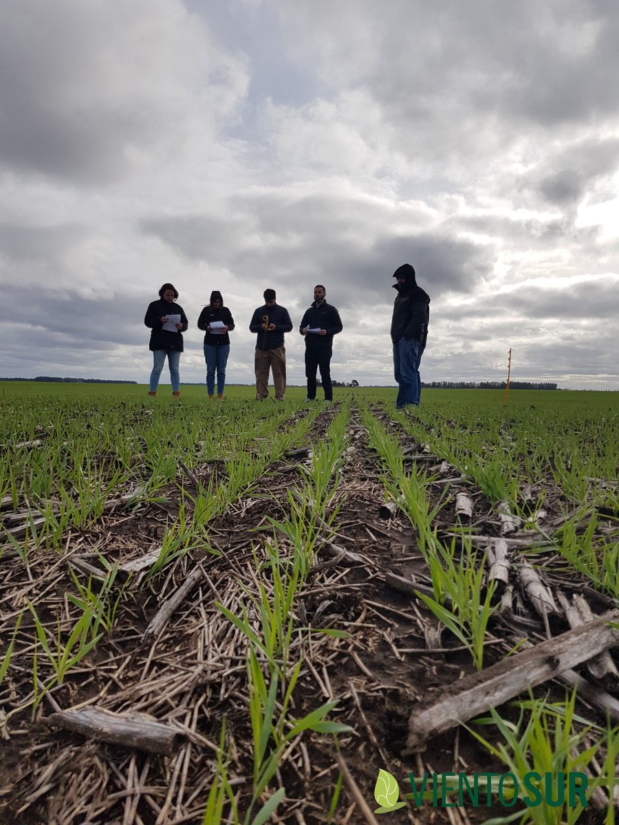 VientoSurAgro's tweet photo. Visitando el ensayo de control de raigrás con #MatenoPlus
#Iteros 🧠🎯👨🌾👩🌾
#Experimentación
@AgroBayerAR https://t.co/EhDcQaybJc