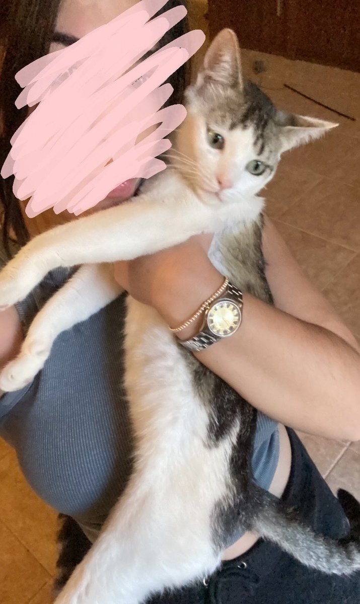 lauruizzz's tweet photo. hola!!!!! este es luca, es una gato súper bueno y muy cariñoso, hace unos días se perdió por la zona del PAU en puertollano, si lo habéis visto o sabéis algo habladme, si podéis difundirlo os lo agradecería https://t.co/optS8RNetV
