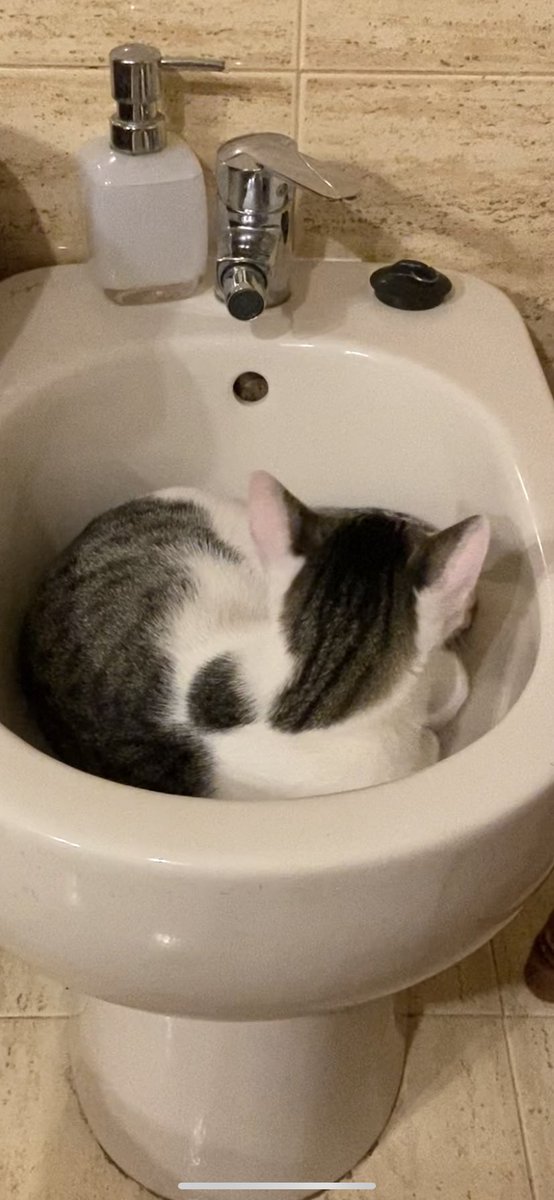 lauruizzz's tweet photo. hola!!!!! este es luca, es una gato súper bueno y muy cariñoso, hace unos días se perdió por la zona del PAU en puertollano, si lo habéis visto o sabéis algo habladme, si podéis difundirlo os lo agradecería https://t.co/optS8RNetV