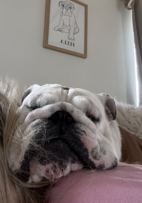 My fat ass dogs asleep on my back rn so I will not be moving for the time being x https://t.co/zql4J<a href="/tag/cpfc"class="tags"><span>#cpfc</span></a>