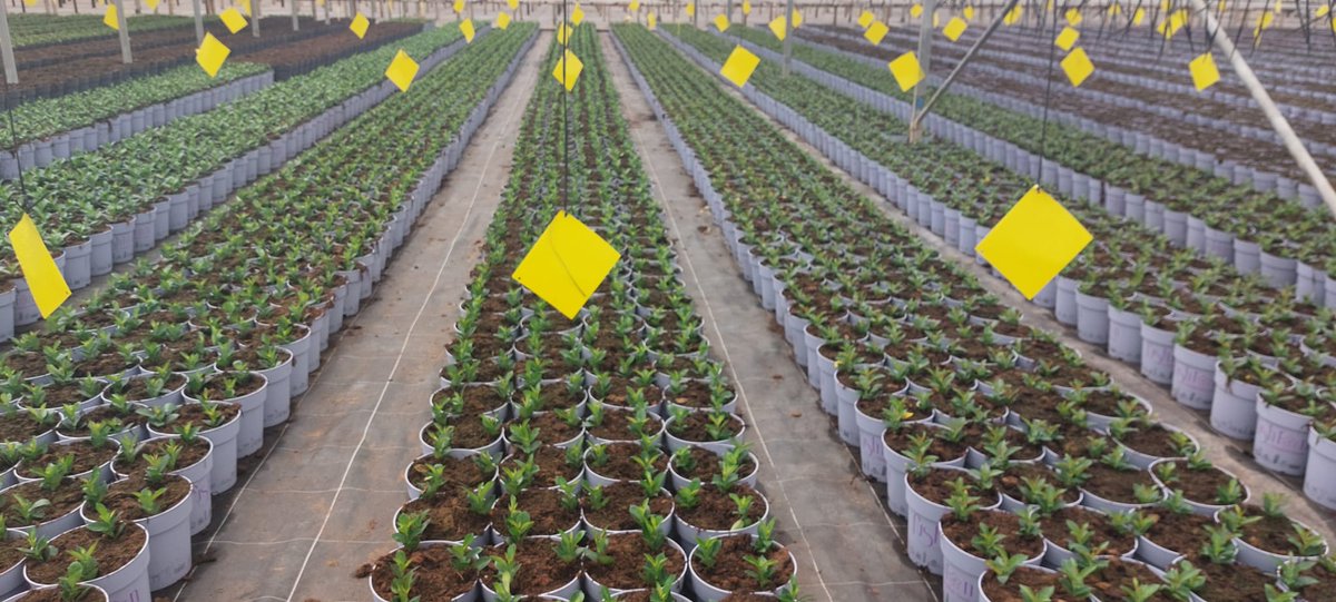 Consumers will find Rio Mandevillas in garden centers at the moment, but here, at Joepa Sur (ES), the foreman Álvaro is already planting Rio young plants for next season. And they look amazing!

Find out more about Rio: bit.ly/3zsNZKC
