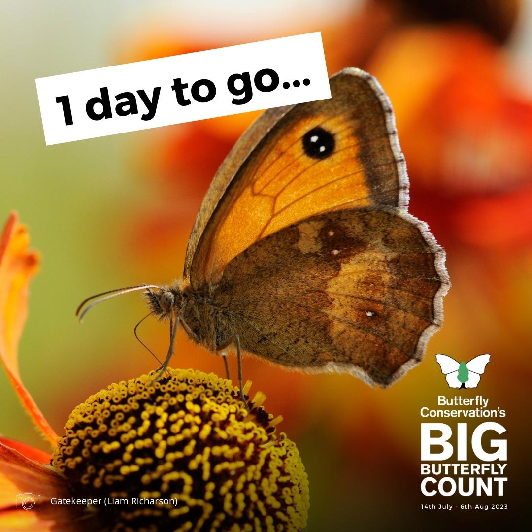 The Gatekeeper was the most spotted butterfly during last year’s Big Butterfly Count, making a big comeback after its second worst result in 2021 🦋📈

How will it fare this year?

Help us find out by taking part in the #BigButterflyCount from tomorrow 👉 bigbutterflycount.org